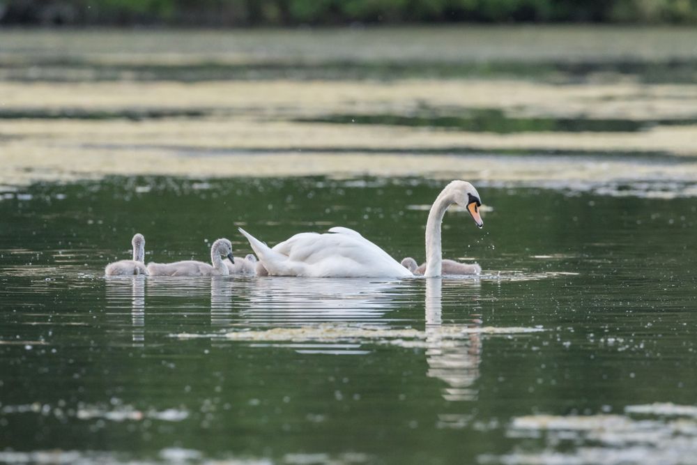 Ezért ne etessük a vízimadarakat