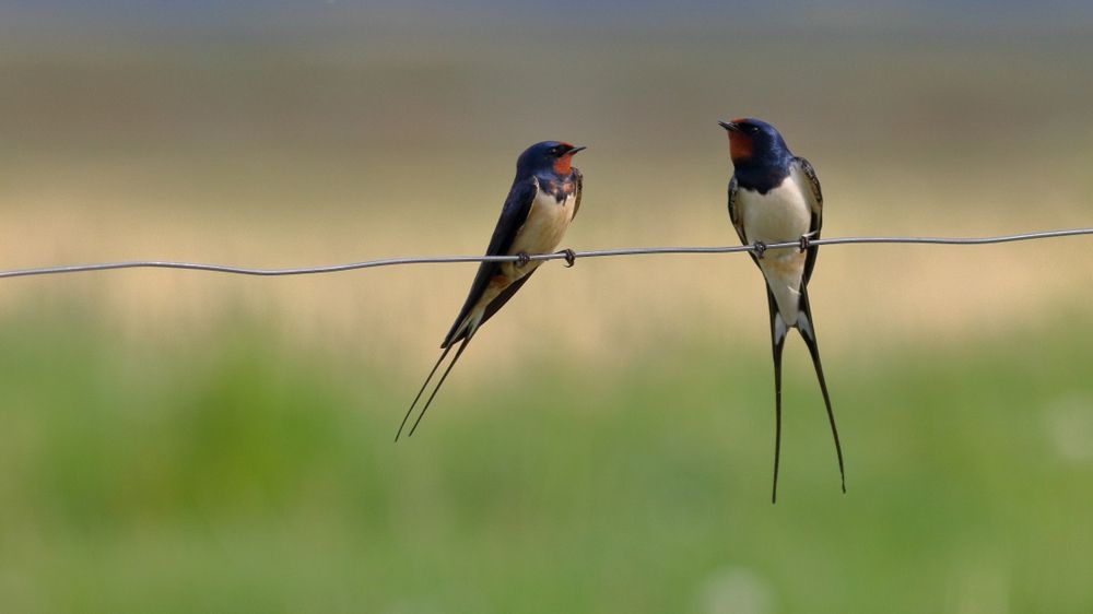 Segítségre van szükségük a fecskéknek