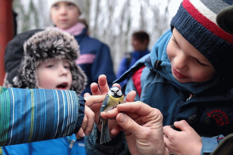 Madárkarácsony a Sóstói-erdőben 