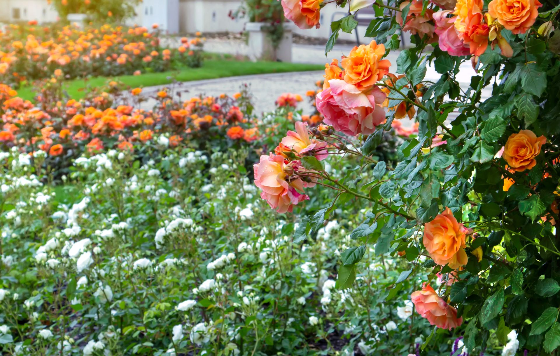 Hogyan legyen illatos és színes virágoskertünk?