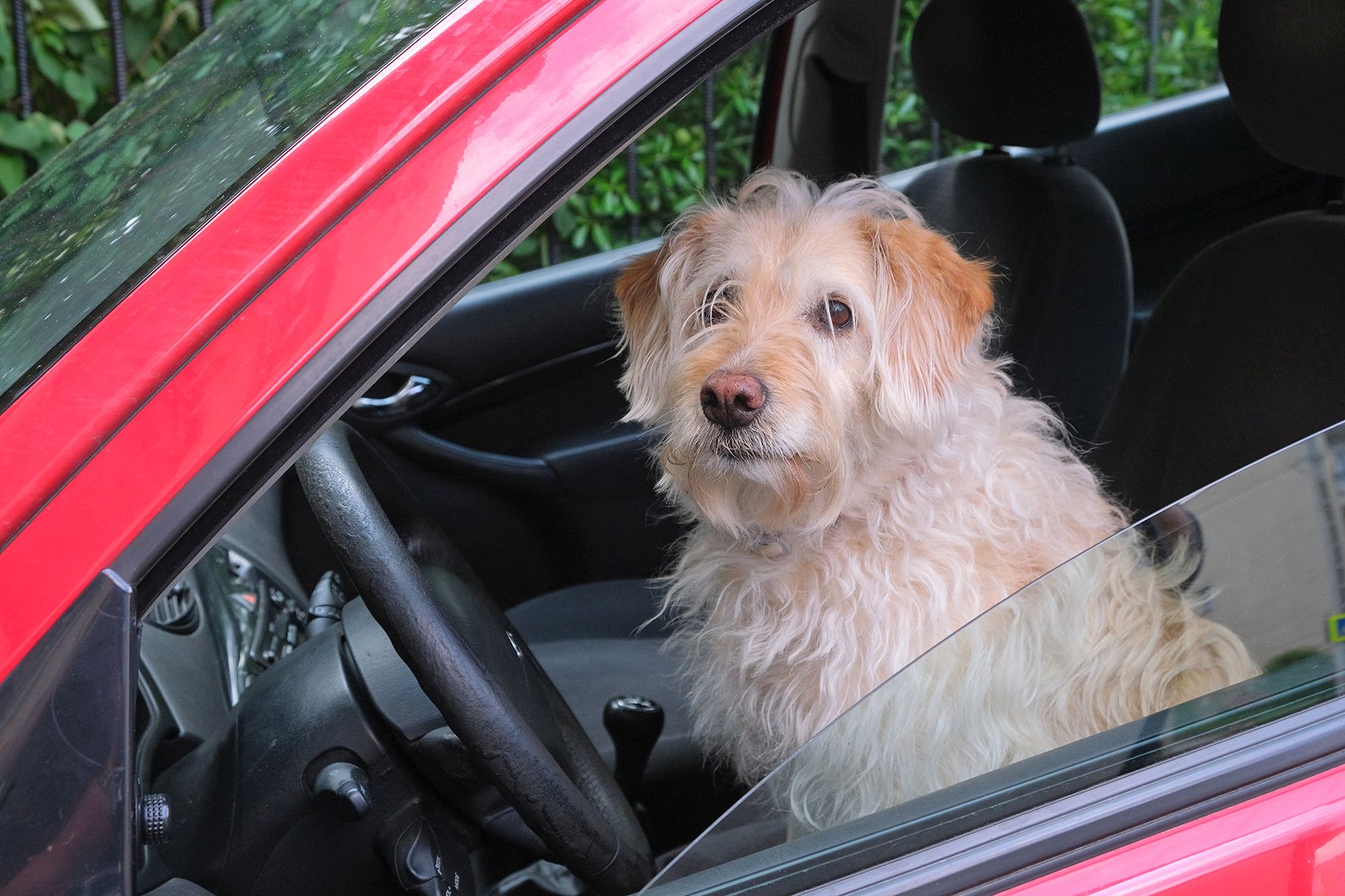 5 tipp, hogy kutyával is pihentető legyen az utazás