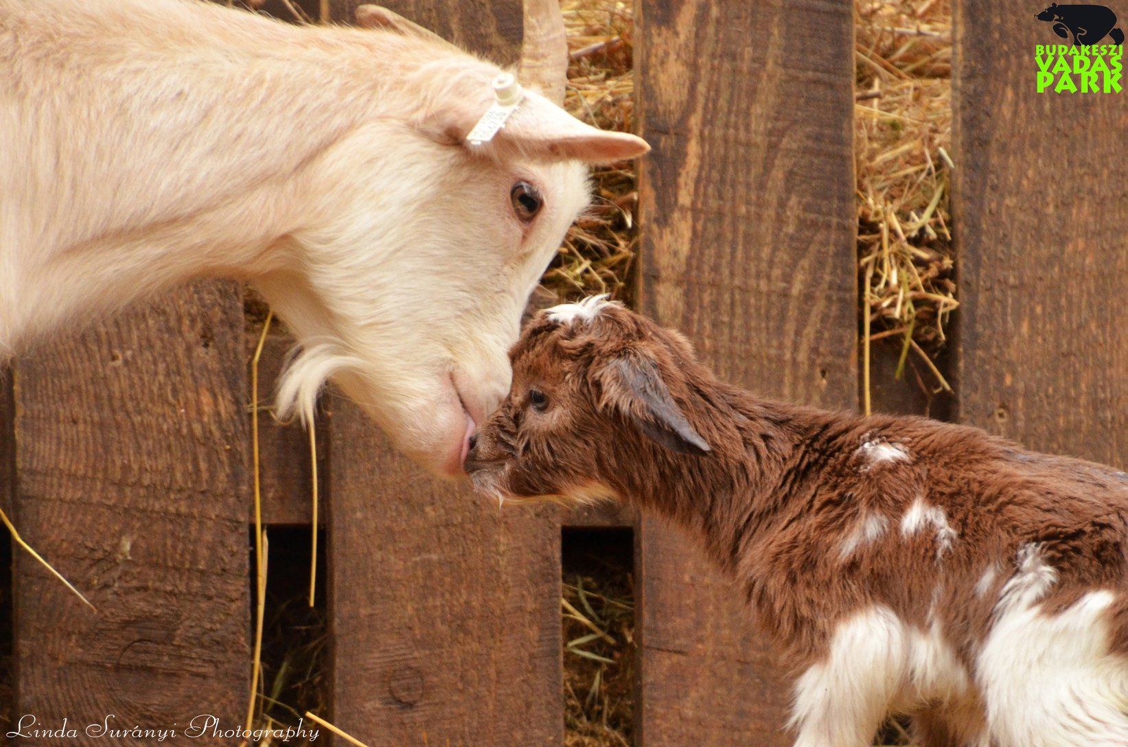 Gyermeknap a Budakeszi Vadasparkban