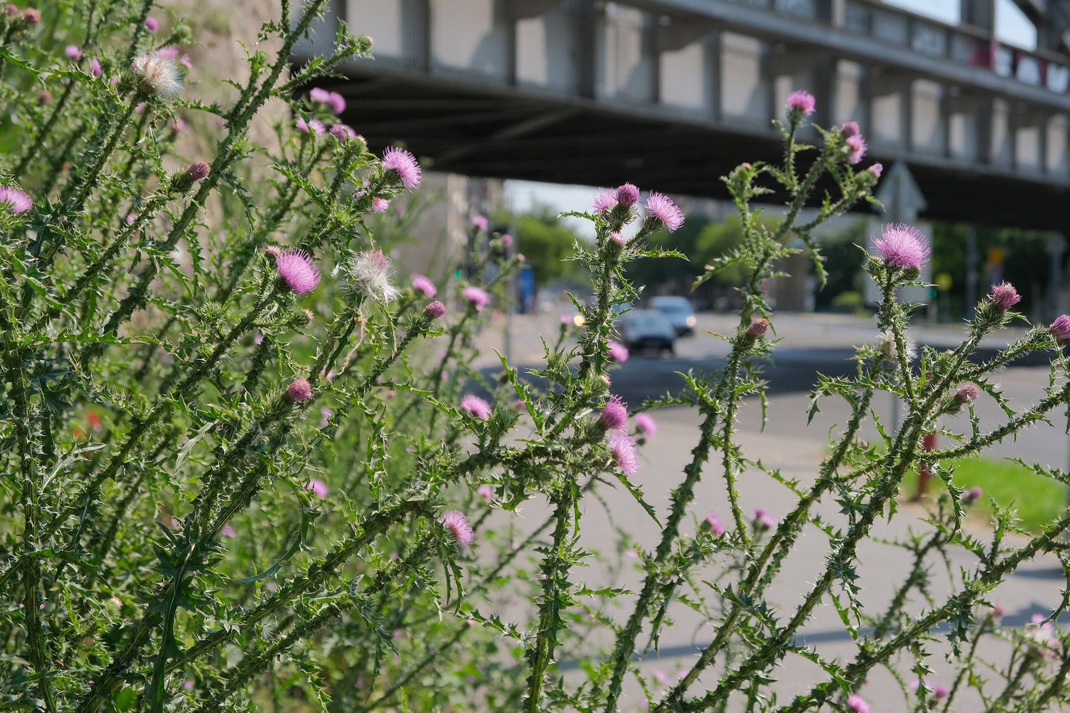 5 tipp, amivel megelőzhetjük a pollenallergia kialakulását a gyermekünknél 
