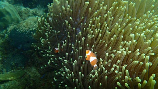 A korall nem csak egy szín – egyelőre